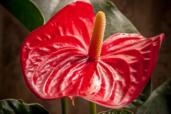 Antúrio flor vermelha — Fotografia de Stock