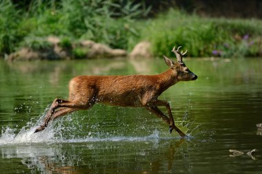 European roe deer clipart