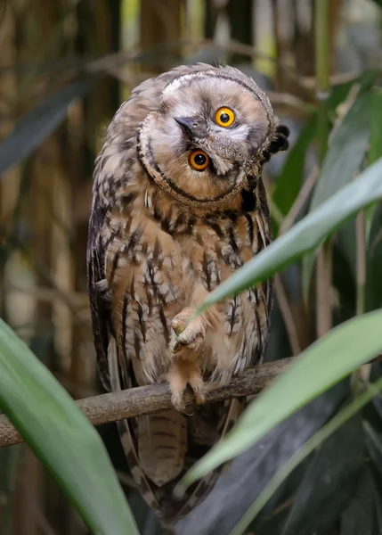 Uil op de boom — Stockfoto