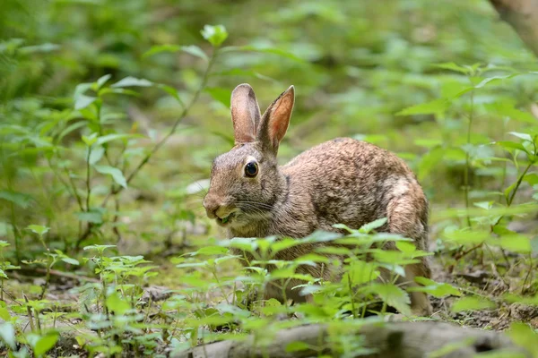 Šedý zajíc v přírodě — Stock fotografie