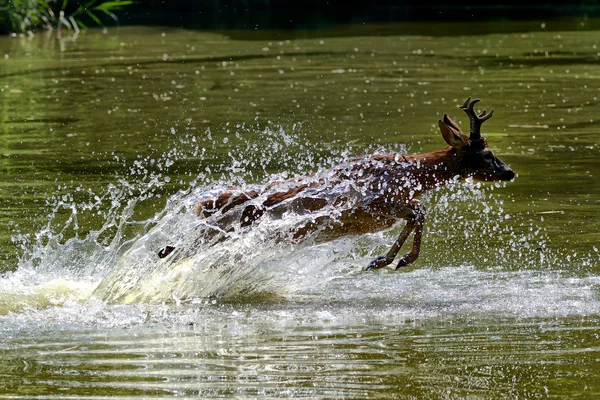 Europese ree — Stockfoto