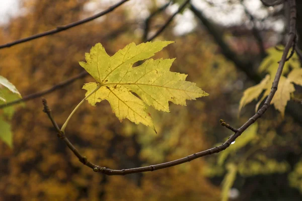 Herfst esdoornblad — Stockfoto