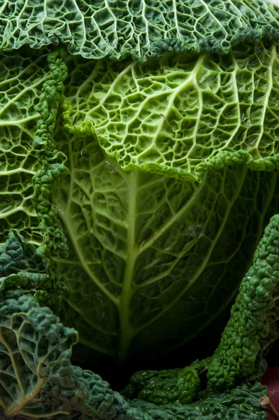 Green cabbage or savoy cabbage — Stock Photo, Image