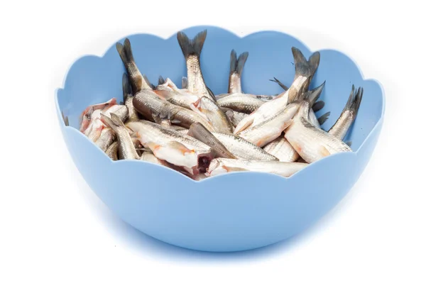 Raw fish in a blue bowl — Stock Photo, Image