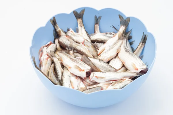 Raw fish in a blue bowl — Stock Photo, Image