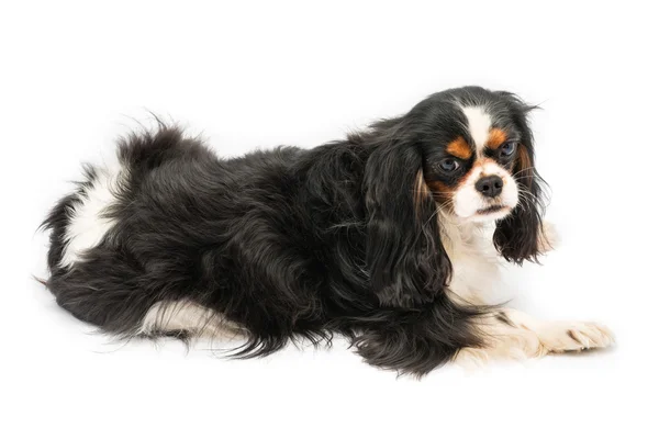 Cavalier Roi Charles Spaniel — Photo