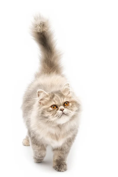 회색 페르시아 고양이 — 스톡 사진