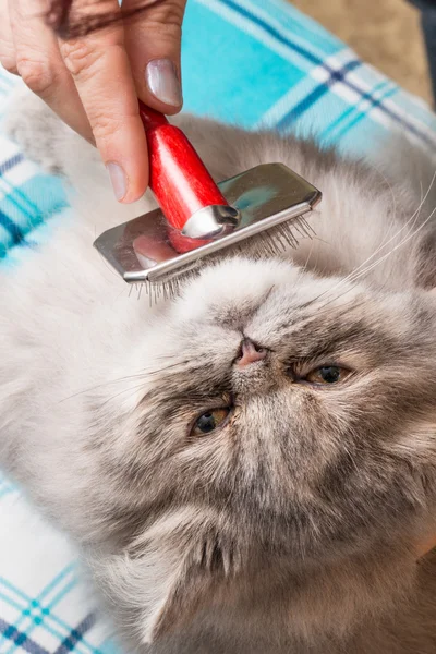 Pflege einer Perserkatze — Stockfoto