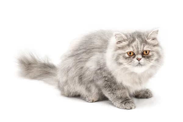 Gray Persian cat — Stock Photo, Image