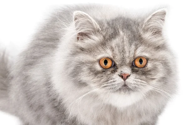 Gri persian pisica — Fotografie, imagine de stoc