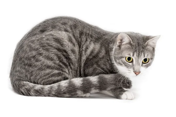 Gato gris europeo — Foto de Stock