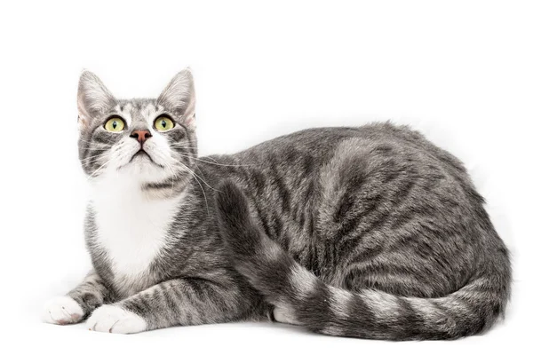 Avrupa Gri kedi — Stok fotoğraf