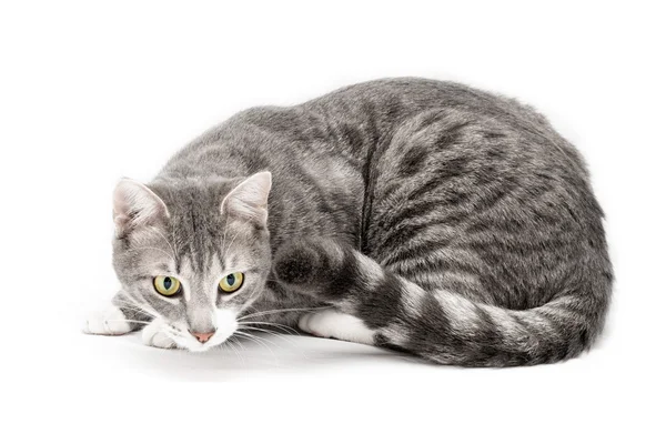 Gato gris europeo — Foto de Stock