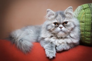 Farsça kedi kanepede