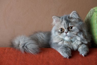 Persian cat on the couch clipart