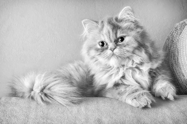 Persian cat on the couch — Stock Photo, Image