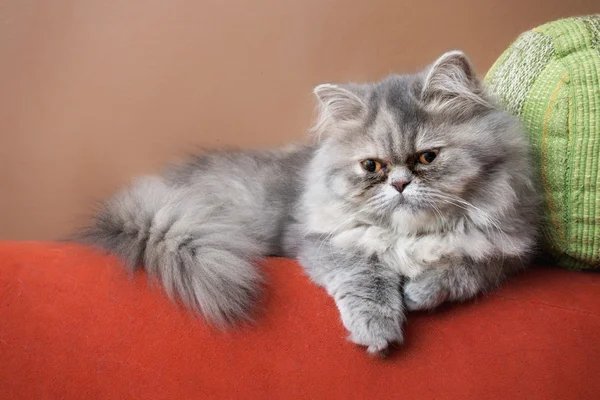 Perská kočka na gauči — Stock fotografie
