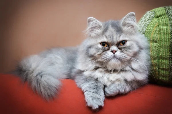 Gato persa en el sofá —  Fotos de Stock