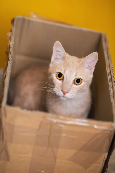 Gato na caixa — Fotografia de Stock