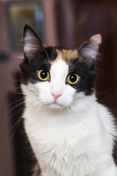 Katt tricolor — Stockfoto