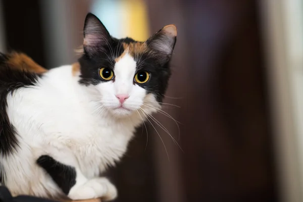 Kedi üç renkli — Stok fotoğraf