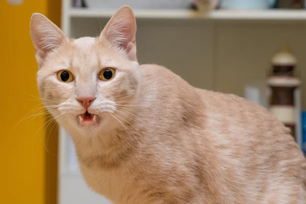 Kočka načervenalé — Stock fotografie