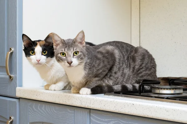 Dois gatos na prateleira — Fotografia de Stock