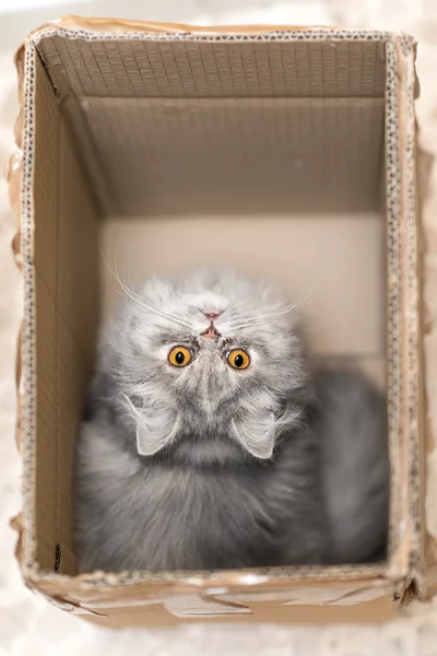 Gato cinza persa — Fotografia de Stock