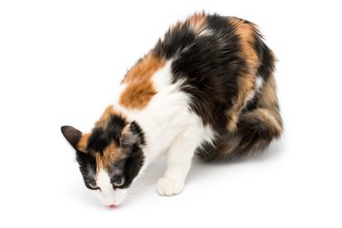 İzole kedi üç renkli