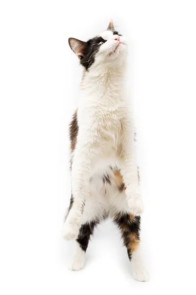 Cat tricolor isolated — Stock Photo, Image