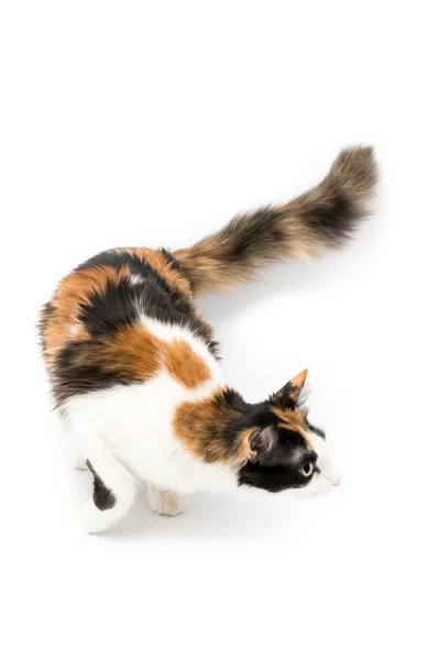 Katt tricolor isolerade — Stockfoto