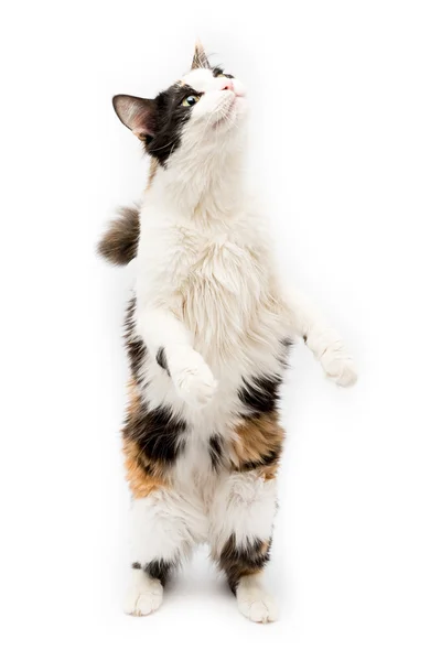 Gato tricolor isolado — Fotografia de Stock