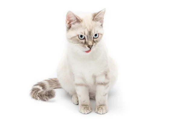 Young cat isolated — Stock Photo, Image