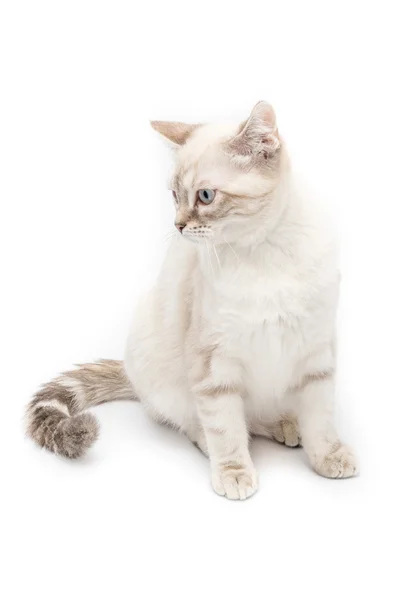 Młody kot na białym tle — Zdjęcie stockowe