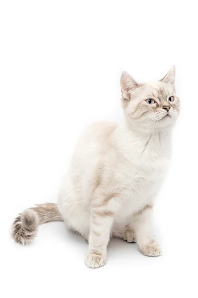 Mladá kočka, samostatný — Stock fotografie