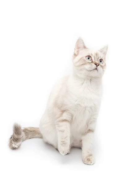 Young cat isolated — Stock Photo, Image