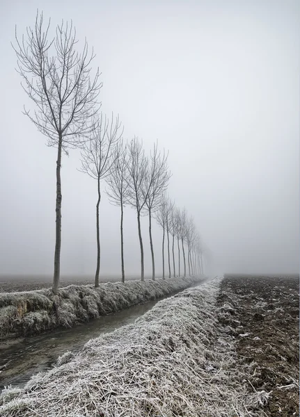Nebbia Alberi nella neve — Foto Stock