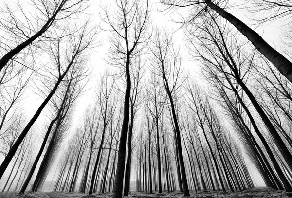 Trunchiuri înalte într-o pădure — Fotografie, imagine de stoc