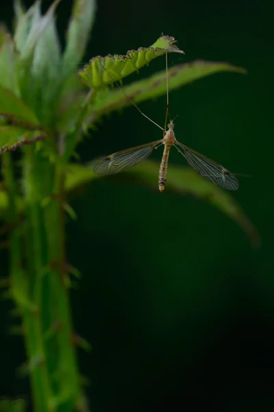 Mosquito em uma folha — Fotografia de Stock