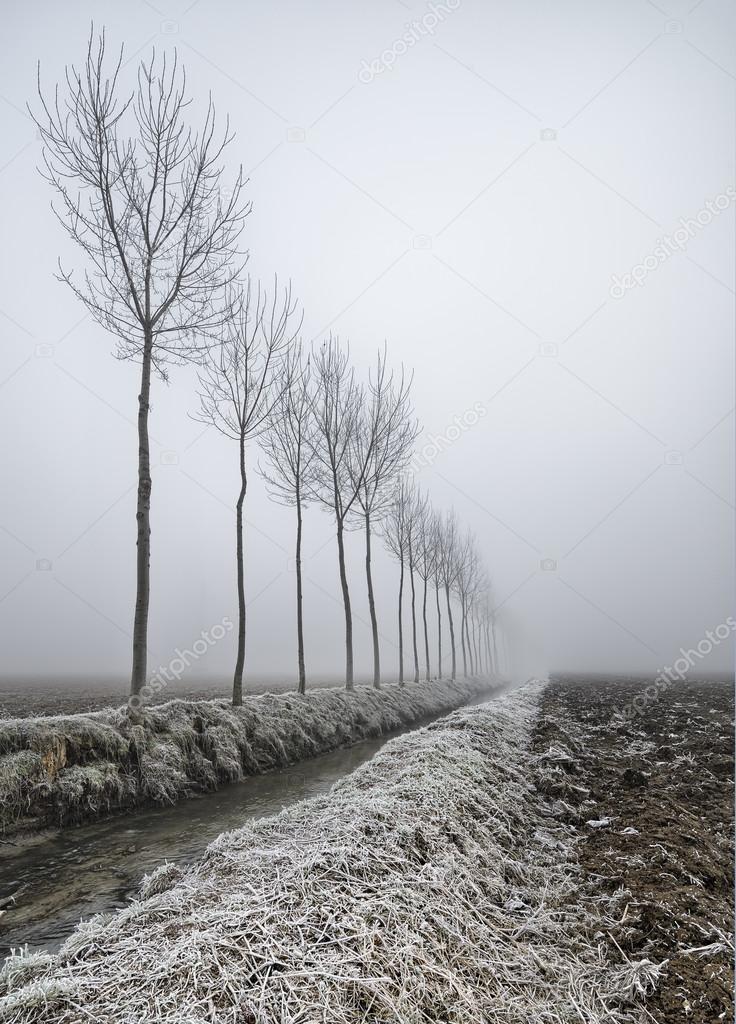Fog Trees in the snow