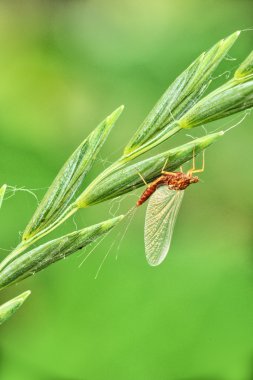 Sivrisinek üzerindeki yaprak
