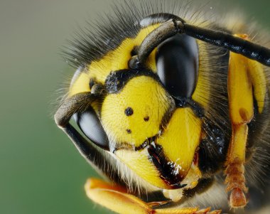Hornet baş yakın çekim