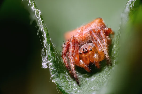 Araignée rouge sur feuille verte — Photo