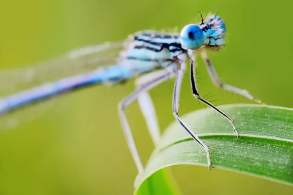 Damselfly on a green leaf — Stock Photo, Image