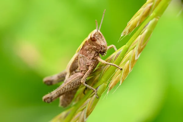 Locust bulanık yeşil zemin üzerine — Stok fotoğraf