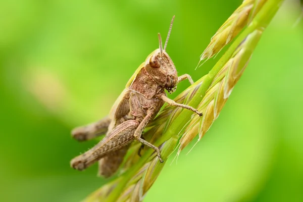 Heuschrecke auf verschwommenem grünem Hintergrund — Stockfoto