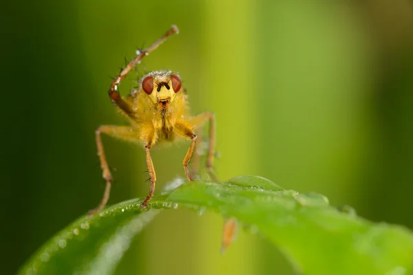 Fliegen auf einem grünen Blatt — Stockfoto