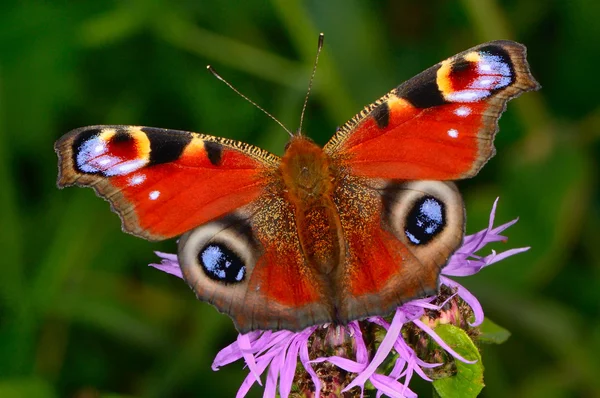 Mariposa roja se sienta en una flor — Foto de Stock
