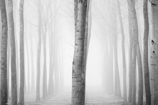 Trunchiuri înalte într-o pădure — Fotografie, imagine de stoc