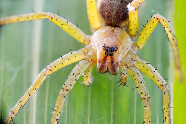 Spider sits on green leaf — Stock Image Spider sits on green leaf Stock Photo
